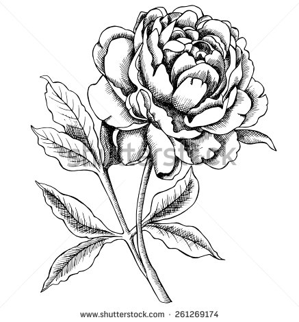 437x470 Peony Black And White Drawing Simple - Japanese Peony Drawing