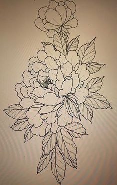 Japanese Peony Drawing at PaintingValley.com | Explore collection of