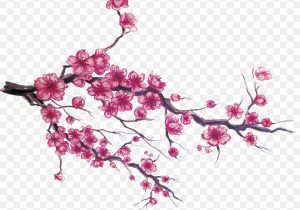 300x210 japanese cherry blossom flower drawing cherry japanese blossom - Japanese Sakura Drawing