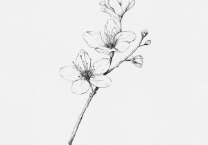 300x210 japanese cherry blossom flower drawing japanese cherry blossom - Japanese Sakura Drawing