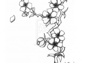300x210 japanese cherry blossom sketch japanese cherry tree drawing - Japanese Sakura Drawing