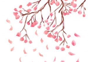 300x210 sakura flower sketch sakura flowers drawing cherry blossom species - Japanese Sakura Drawing