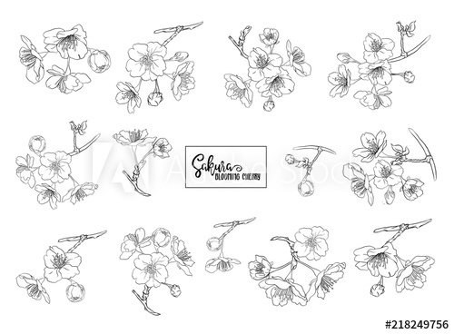 500x368 Set Of Blooming Cherry Japanese Sakura Stock Vector Illustration - Japanese Sakura Drawing