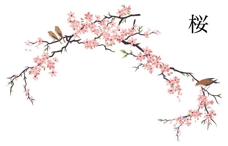 800x514 Tale Of Genji Art Cherry Blossom Drawing, Japanese Blossom - Japanese Sakura Drawing
