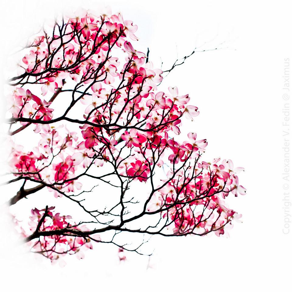 960x960 The Music Of Japan - Japanese Sakura Drawing