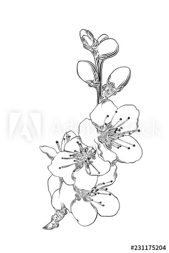 334x500 Vector Engraved Style Illustration For Posters, Decoration - Japanese Sakura Drawing