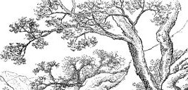 267x128 Filejapanese Cherry Tree - Japanese Tree Drawing