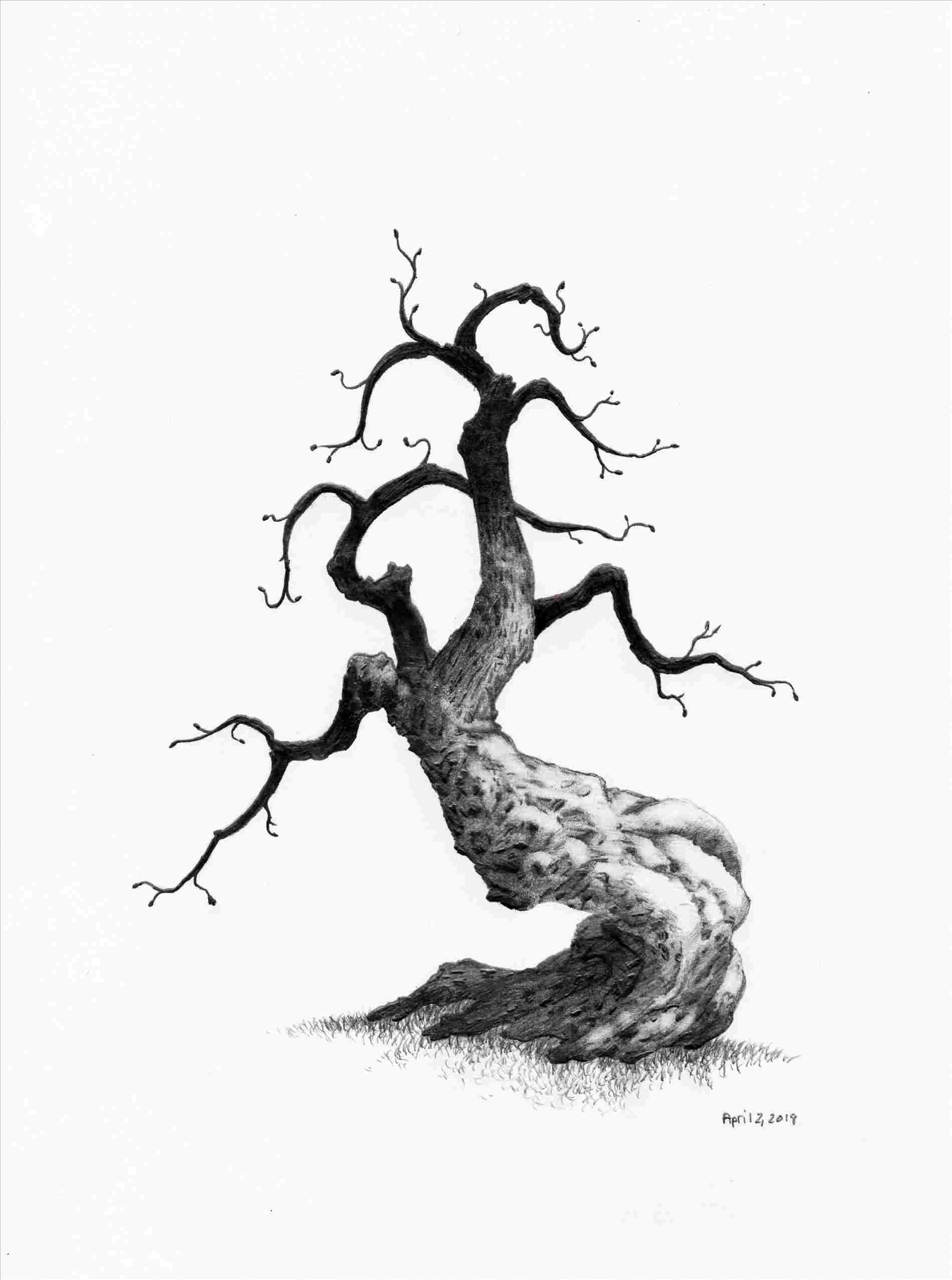 Japanese Tree Drawing at PaintingValley.com | Explore collection of ...