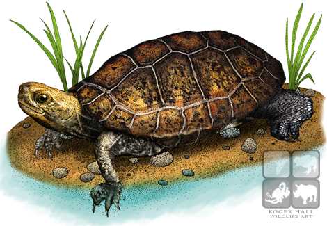 470x325 Japanese Pond Turtle Stock Art Illustration - Japanese Turtle Drawing