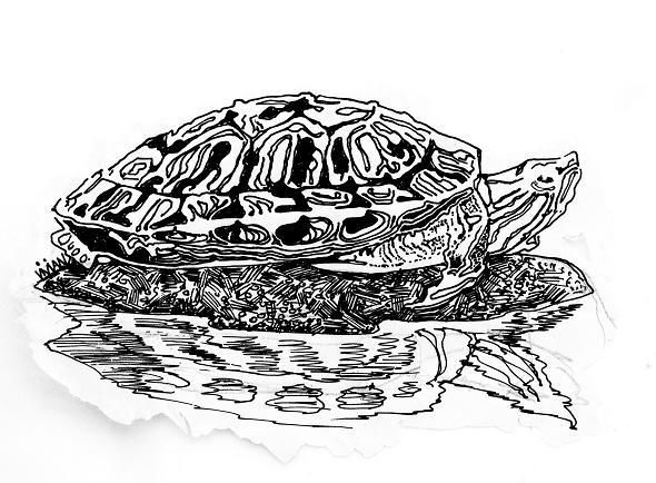 590x434 Japanese Turtle Painting - Japanese Turtle Drawing
