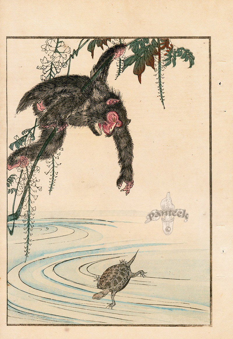 800x1166 Monkey, Turtle Design From Japanese Nature Prints - Japanese Turtle Drawing
