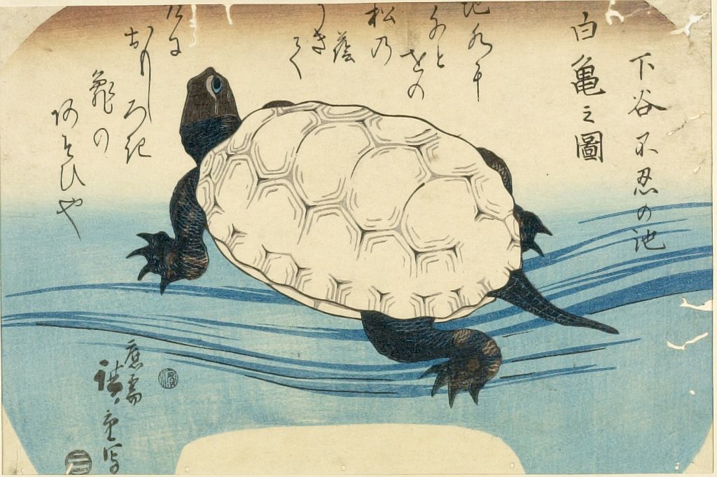 1024x681 Utagawa Hiroshige A White Turtle At Shinoba Lake - Japanese Turtle Drawing
