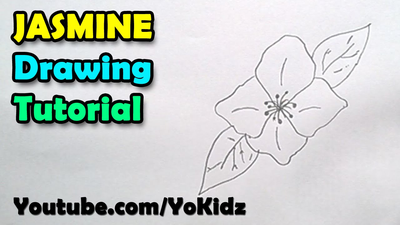 1280x720 How To Draw Jasmine Flower - Jasmine Drawing Flower