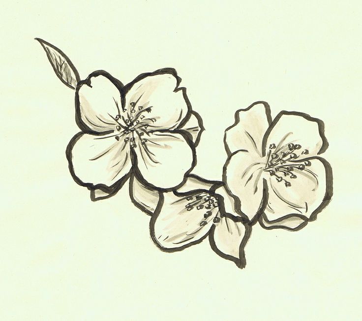 736x652 Huge Collection Of 'jasmine Flower Drawing Tattoo' Download More - Jasmine Drawing Flower