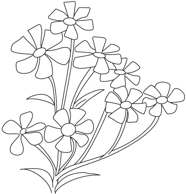 780 Top Coloring Pages Of Jasmine Flower For Free