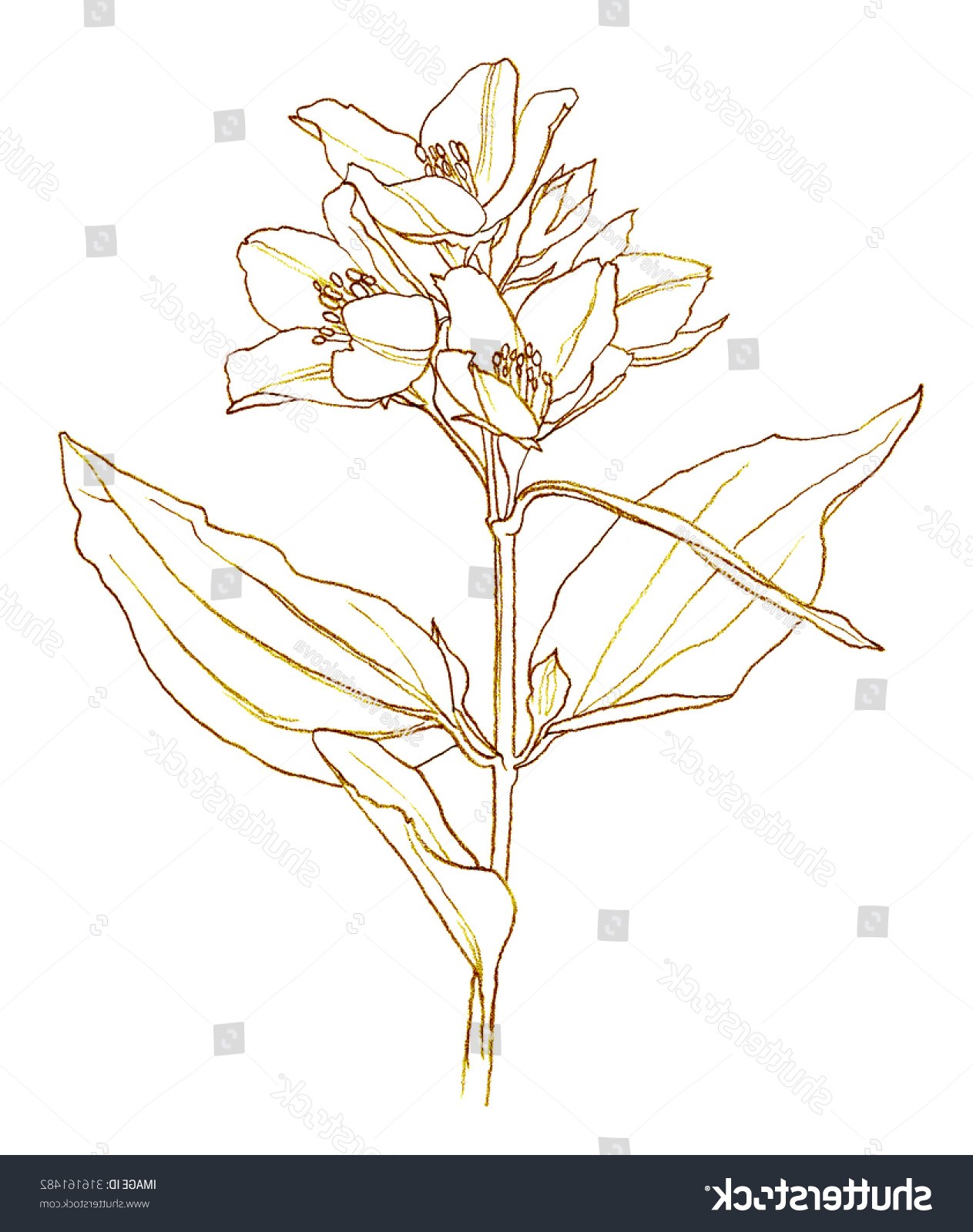 1263x1600 Jasmine Flower Drawing For Beginners - Jasmine Drawing Flower