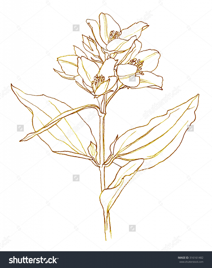 808x1024 jasmine flower sketch jasmine flower pencil drawing flower - Jasmine Drawing Flower