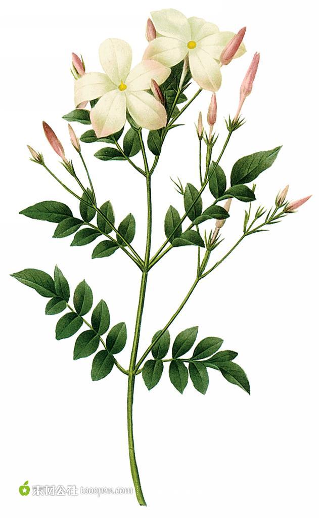 635x1024 Jasmine Flowers Drawing - Jasmine Drawing Flower