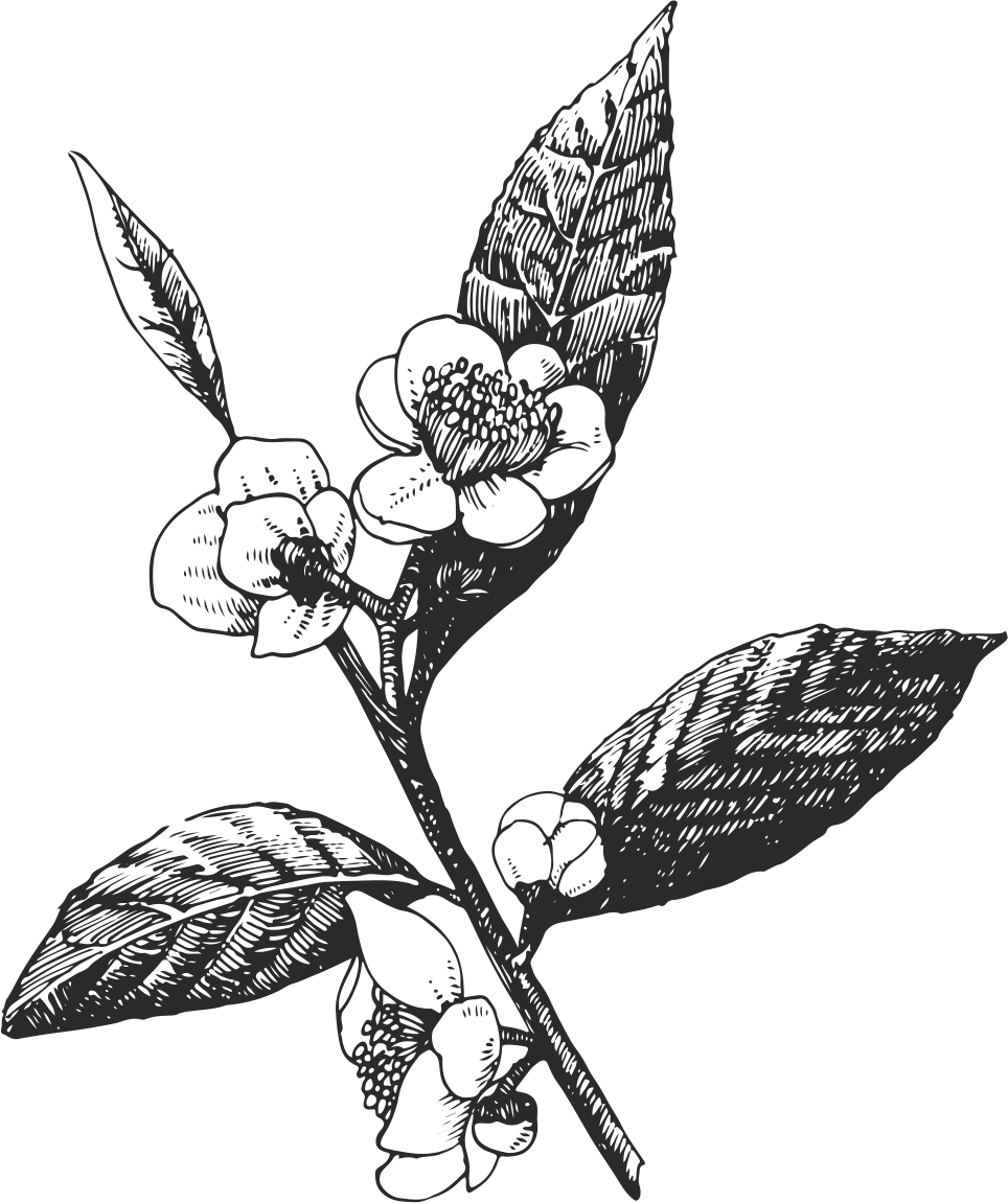 964x1151 Jasmine Flower Drawing Pictures And Cliparts, Download Free - Jasm...