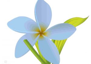 300x210 Art Jasmin Rh - Jasmine Drawing Flower