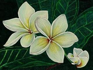 320x240 Drawings Of Flowers, Jasmine - Jasmine Drawing Flower