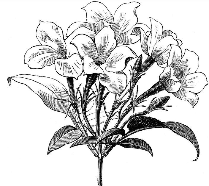 704x625 Jasmine Flower Botanical Drawing - Jasmine Drawing Flower