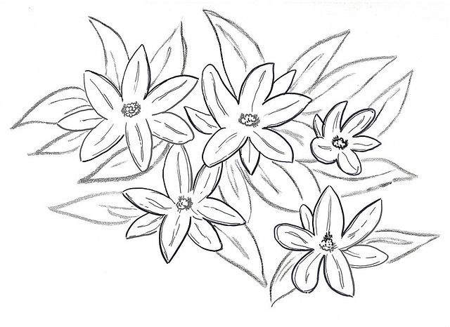 640x466 Jasmine Flowers Chinese Art Drawings, Flowers, Chinese Art - Jasmine Drawing Flower