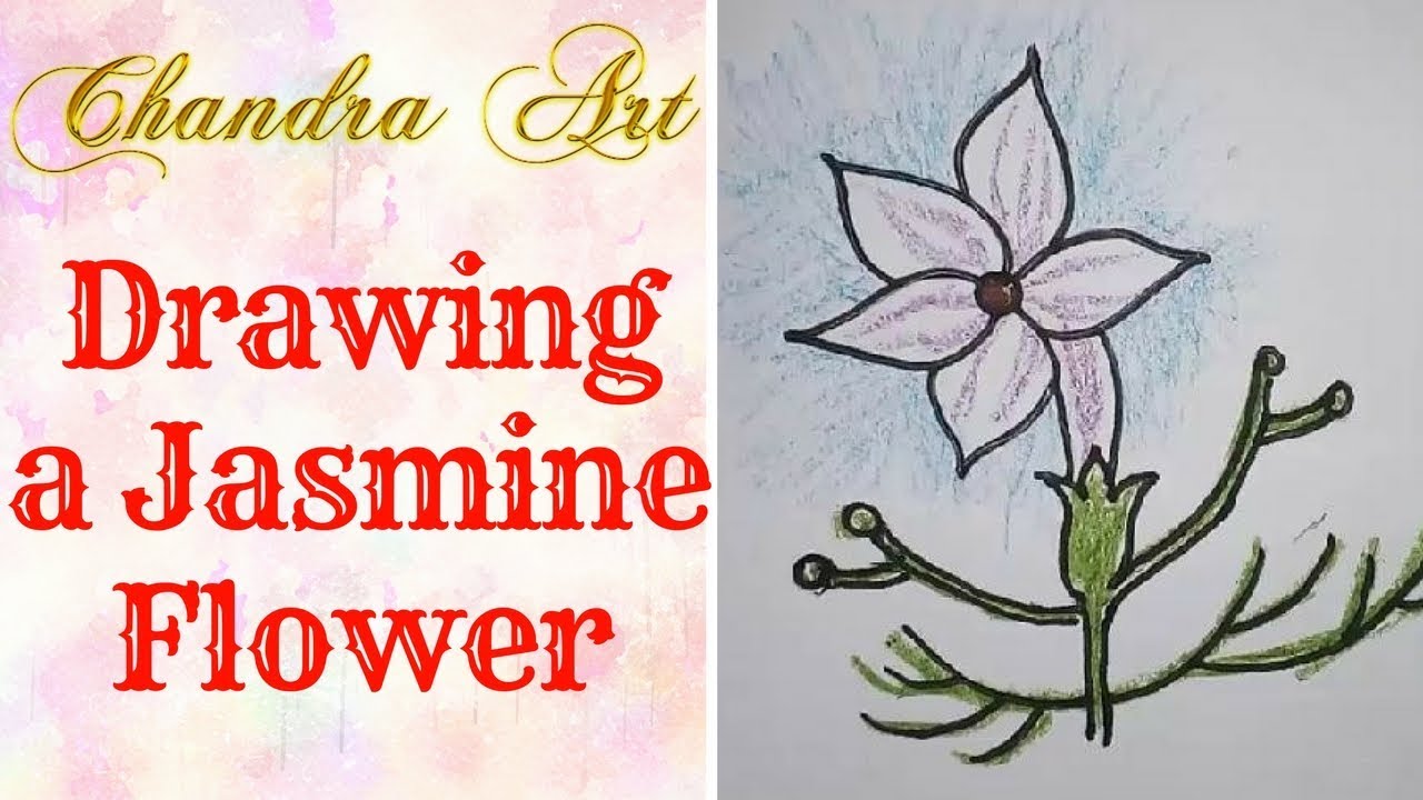 1280x720 Simple Flower Drawing For Kids - Jasmine Drawing Flower