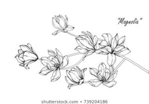 300x210 drawings of jasmine flower luxury awesome jasmine flower - Jasmine Drawing Flower