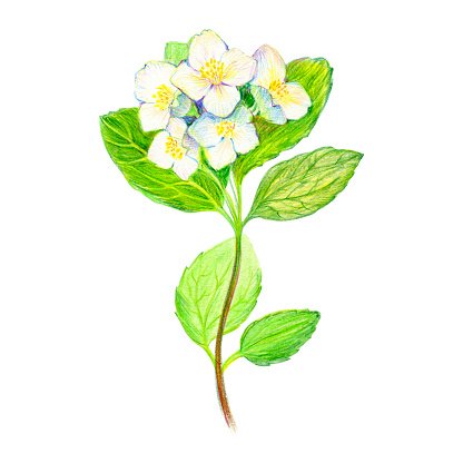 416x416 Hand Draw Branch Of Jasmine Flowers And Leaves Stock Vectors - Jasmine Drawing Flower