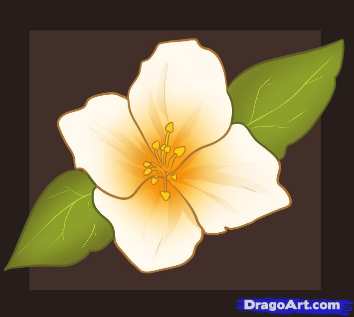 710x636 How To Draw A Jasmine, Step - Jasmine Drawing Flower