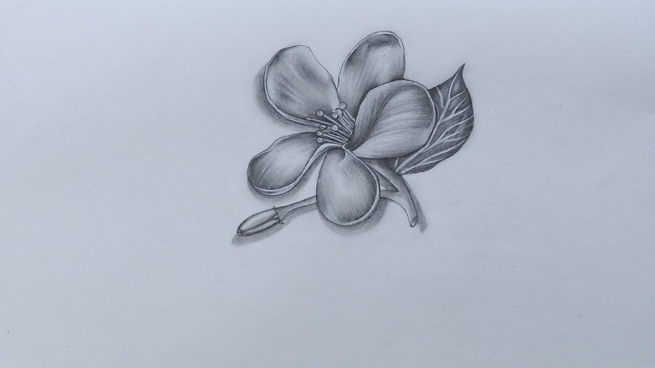 How To Sketch Jasmine Flower - Jasmine Drawing Flower. 