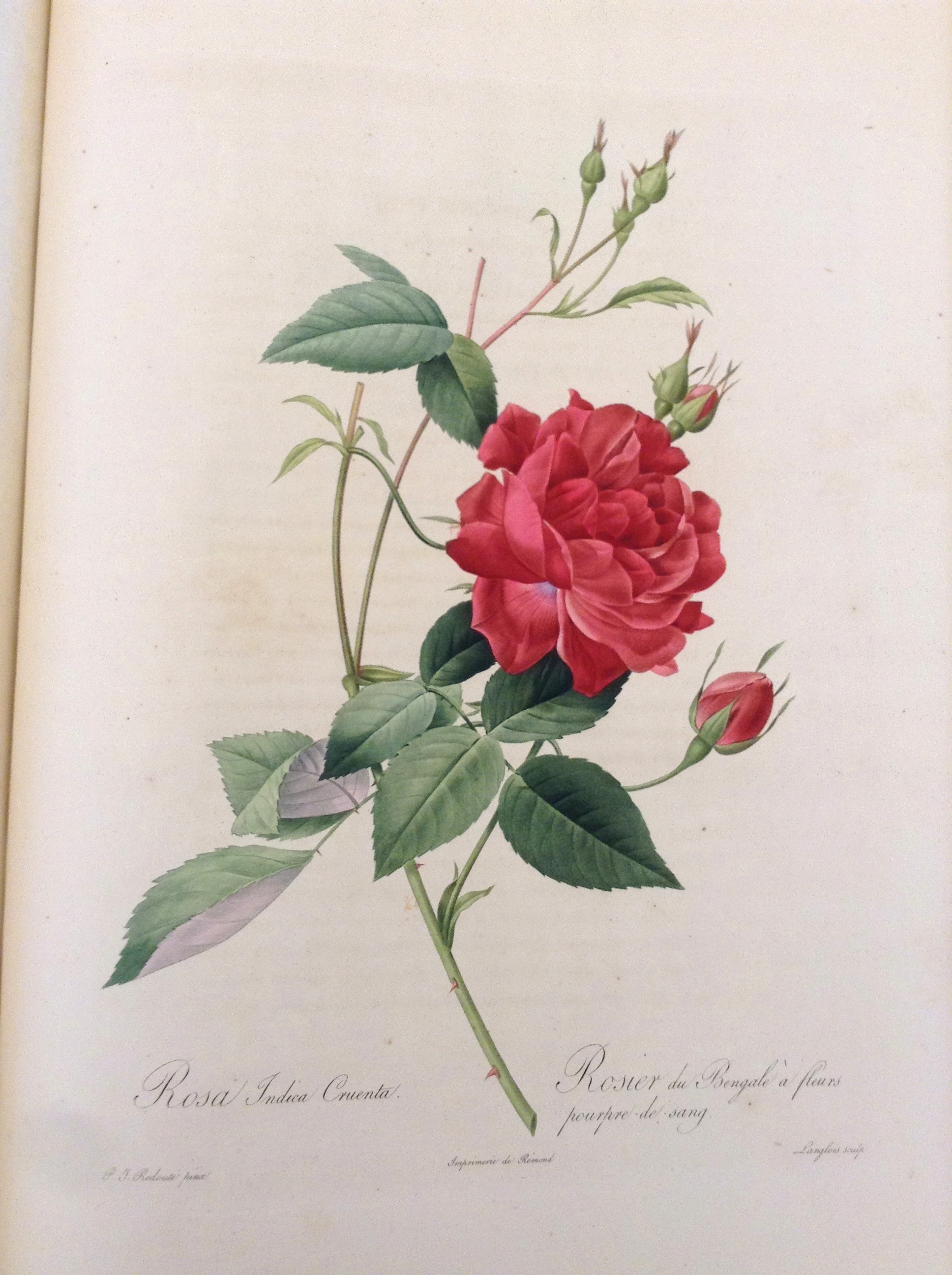 1936x2592 Jasmine Flower Botanical Drawing - Jasmine Flower Botanical Drawing