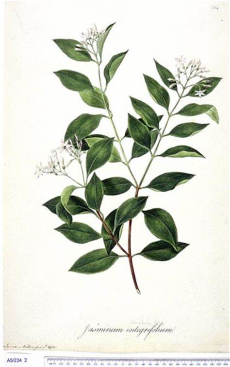 474x754 Jasmine Flower Botanical Drawing Gtgt - Jasmine Flower Botanical Drawing
