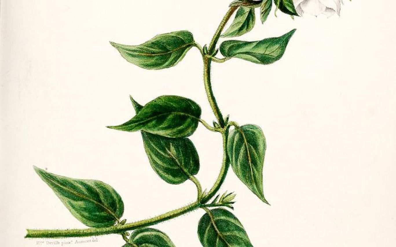 1368x855 Jasmine Flower Drawing Botanical Gardening Flower And Vegetables - Jasmine Flower Botanical Drawing