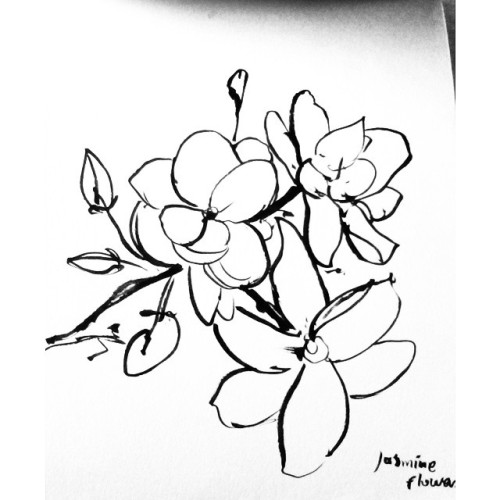500x500 Jasmine Flower Original Drawing Black And White Botanical Floral - Jasmine Flower Botanical Drawing