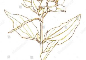 300x210 Jasmine Flower Pencil Drawing Columbine Flowers Pictures - Jasmine Flower Botanical Drawing