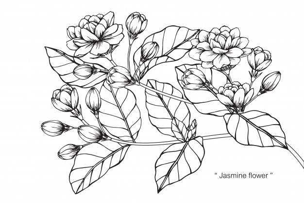 626x417 Jasmine Flower Drawing Illustration Vector Premium Download - Jasmine Flower Botanical Drawing