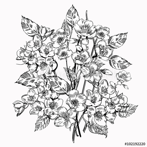 500x500 Jasmine Flower Vintage Elegant Flowers Black And White Vector - Jasmine Flower Botanical Drawing