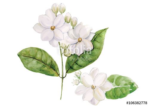500x354 Jasmine Flowers With Leaves Isolated On White Background Vector - Jasmine Flower Botanical Drawing