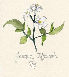 236x265 Pictures Of Jasmine Flower Botanical Drawing - Jasmine Flower Botanical Drawing