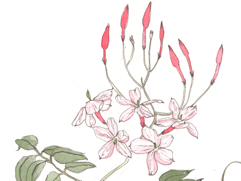 800x600 Pink Jasmine Botanical Illustration - Jasmine Flower Botanical Drawing