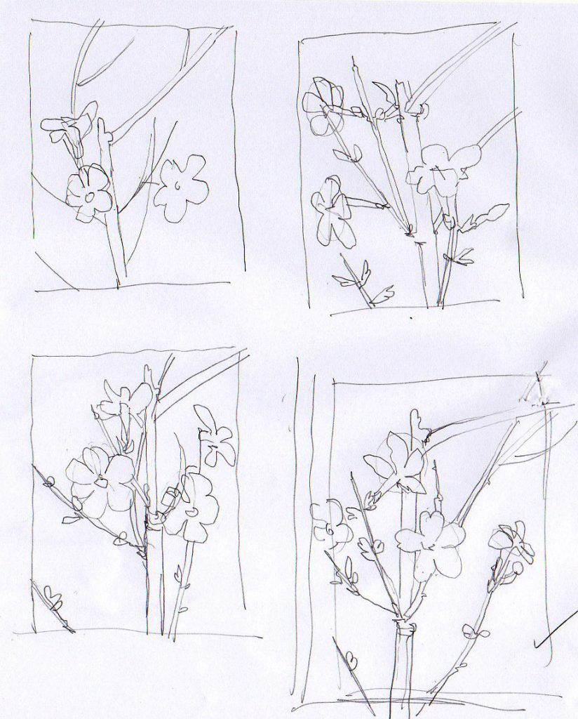 824x1024 Step - Jasmine Flower Botanical Drawing