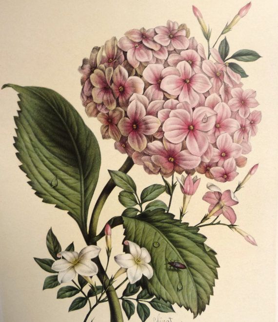 570x659 Vintage Illustrationchirat 'hydrangea Jasmine' Botanische - Jasmine Flower Botanical Drawing
