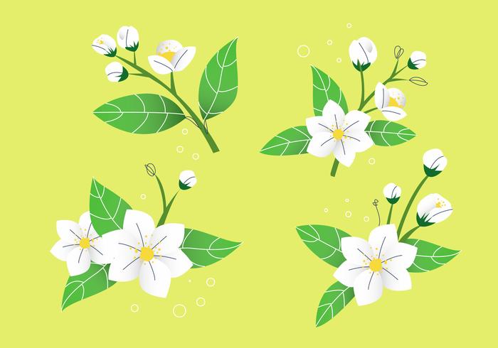700x490 White Jasmine Flower Petals Vector Illustration Stock - Jasmine Flower Botanical Drawing