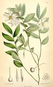 172x280 Best Gardenia Perfumes Cafleurebon Perfume And Beauty Blog - Jasmine Flower Botanical Drawing