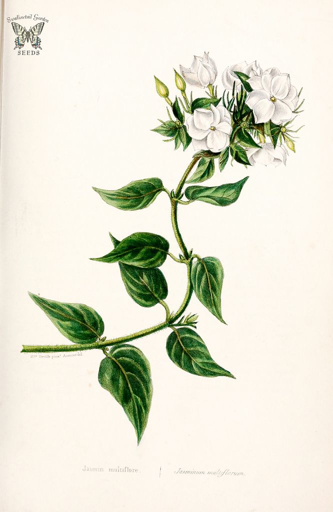 666x1024 Jasmine Botanical Illustration - Jasmine Flower Botanical Drawing