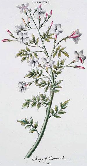 300x571 Vintage Flower Drawing Jasmin - Jasmine Flower Botanical Drawing