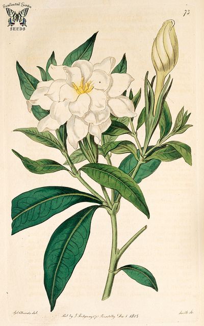 400x640 Cape Jasmine, Gardenia - Jasmine Flower Botanical Drawing
