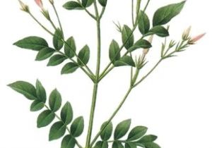 300x210 Drawing Jasmine Flowers Best Draw Flowers Images - Jasmine Flower Botanical Drawing